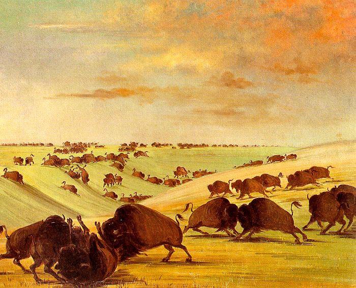 George Catlin Buffalo Bulls Fighting in Running Season-Upper Missouri oil painting picture